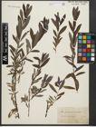 Foto von Salix purpurea L. x Salix repens L.